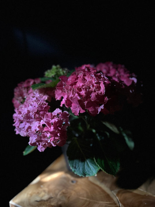 Hydrangea (3BLM+ SP/COVE)