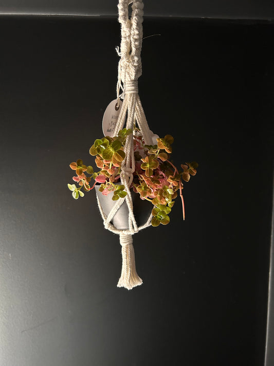 Detailed Plant Hangers