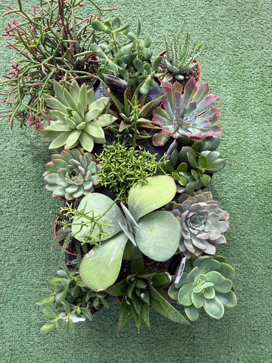 Succulents - Assorted