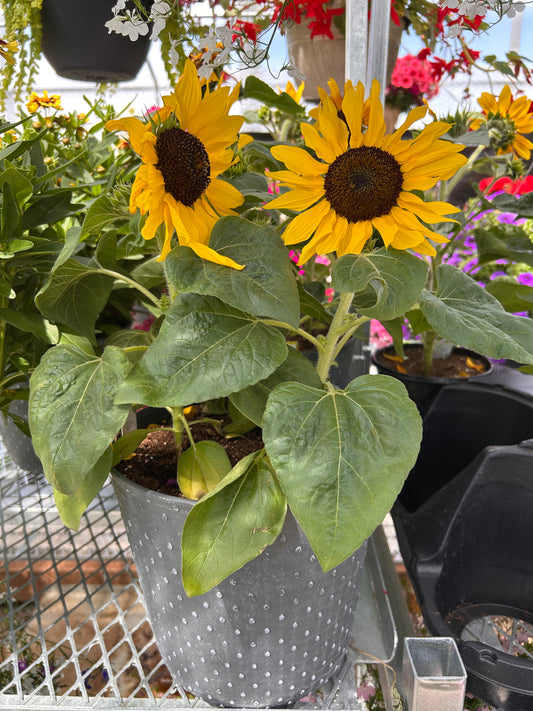 9 TOURNESOL GRILLANT