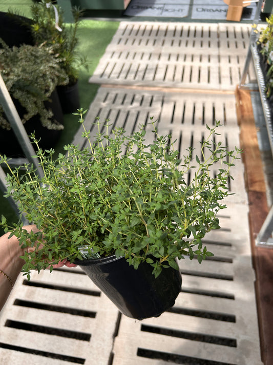 1G ASSORTIMENT D'HERBES DE THYM
