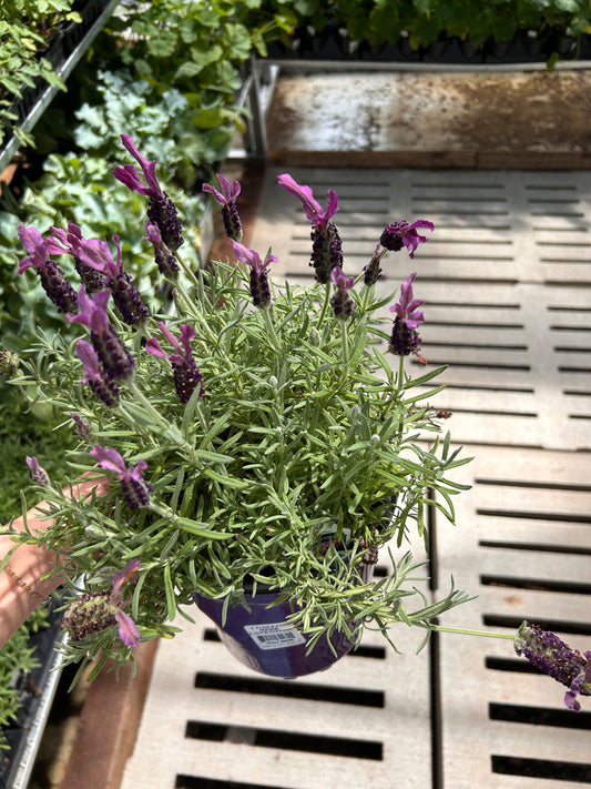 1G HERB LAVENDER ASSORTMENT