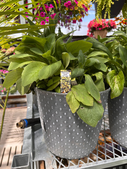 12 PLTR FLOWERING w/CAGE BLACK EYED SUSAN
