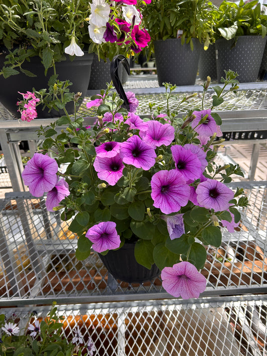 10 HB WAVE PETUNIA ASSORTMENT
