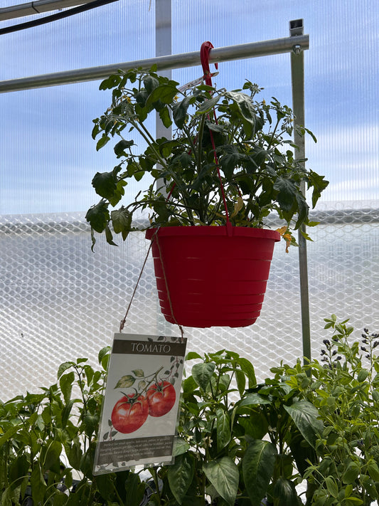 10 HB TOMATO ASSORTMENT
