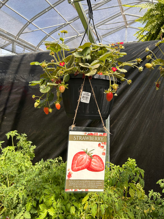10 HB STRAWBERRY ASSORTMENT