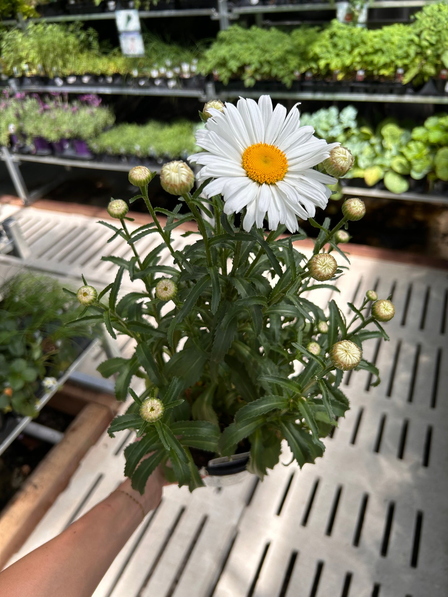 1G SPÉCIALITÉ DAISY