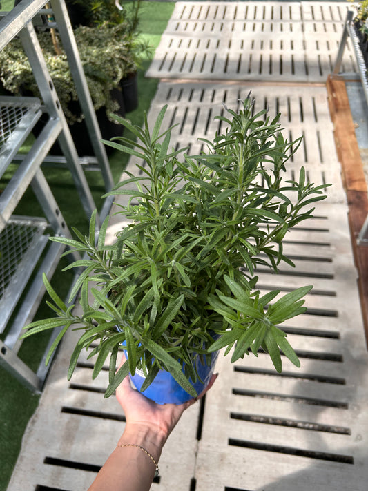 ASSORTIMENT D'HERBES DE ROMARIN 1G
