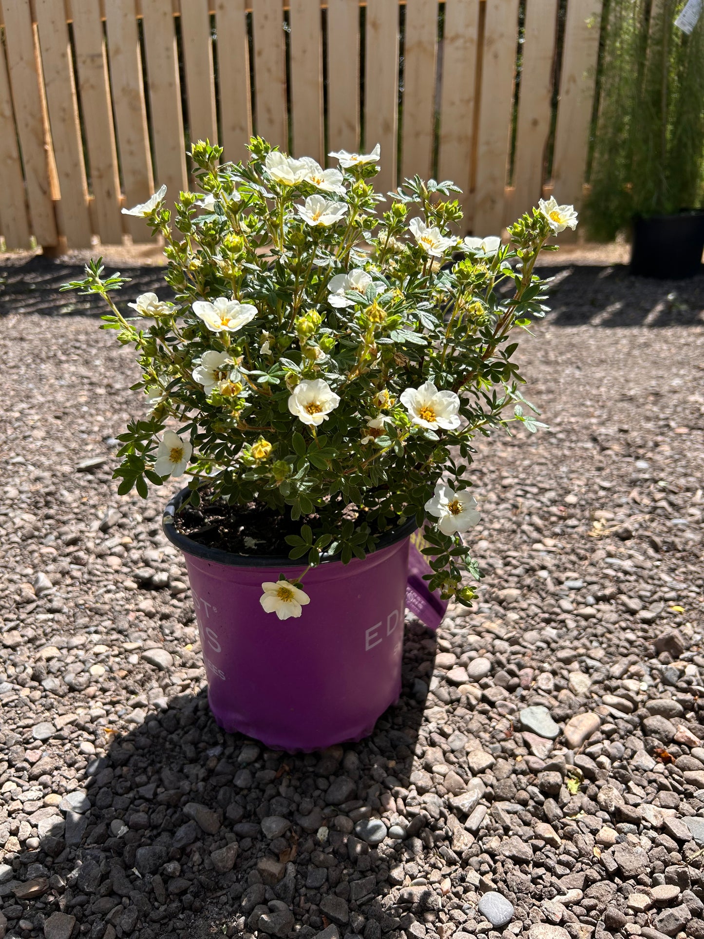 Creme Brulee™ Potentilla (FE)