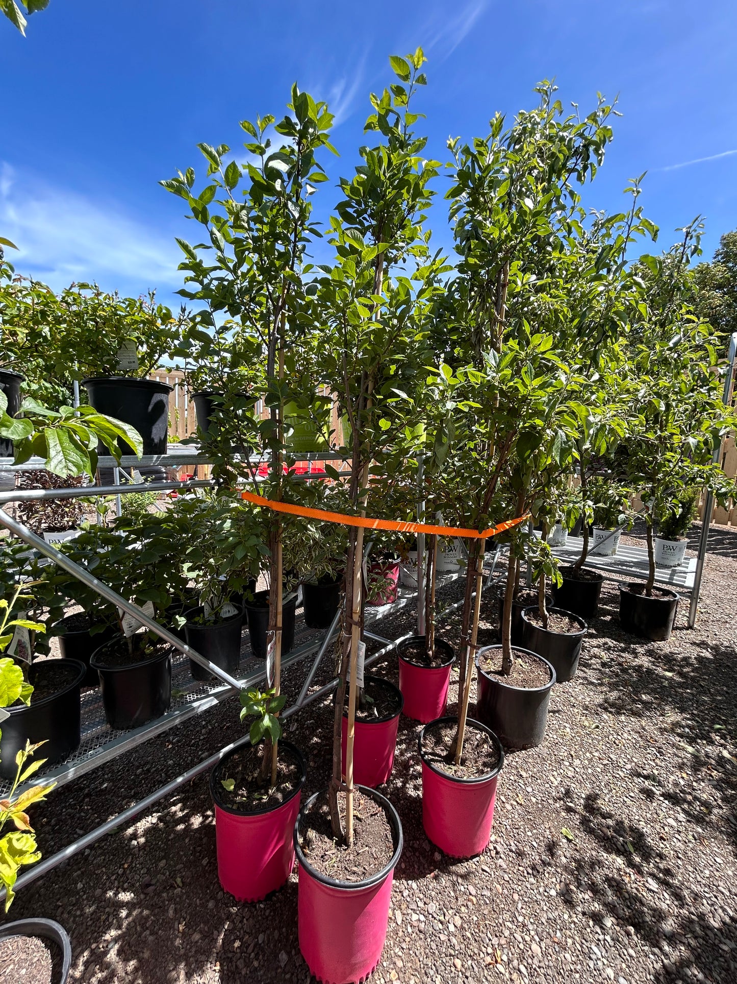 Opata Cherry Plum