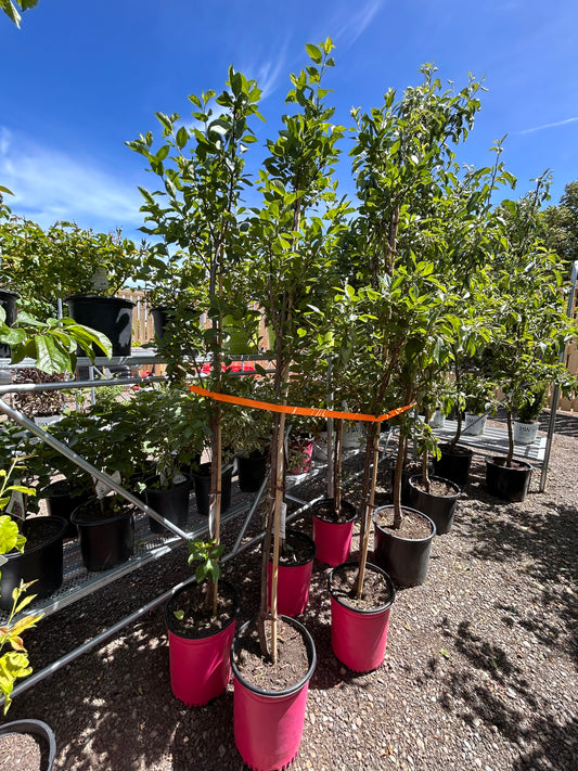 Opata Cherry Plum