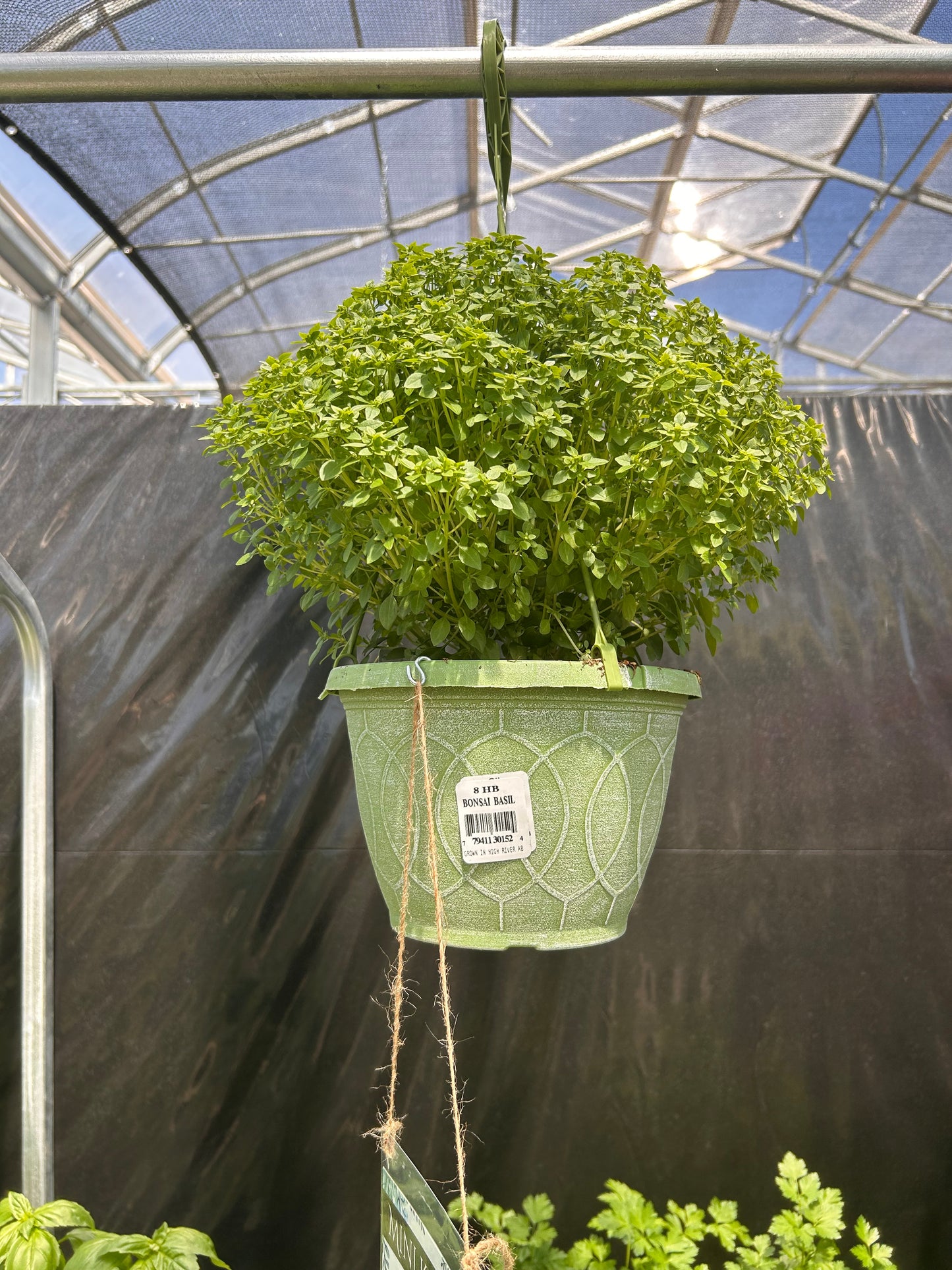 8 HB HERB BASIL - BONSAI