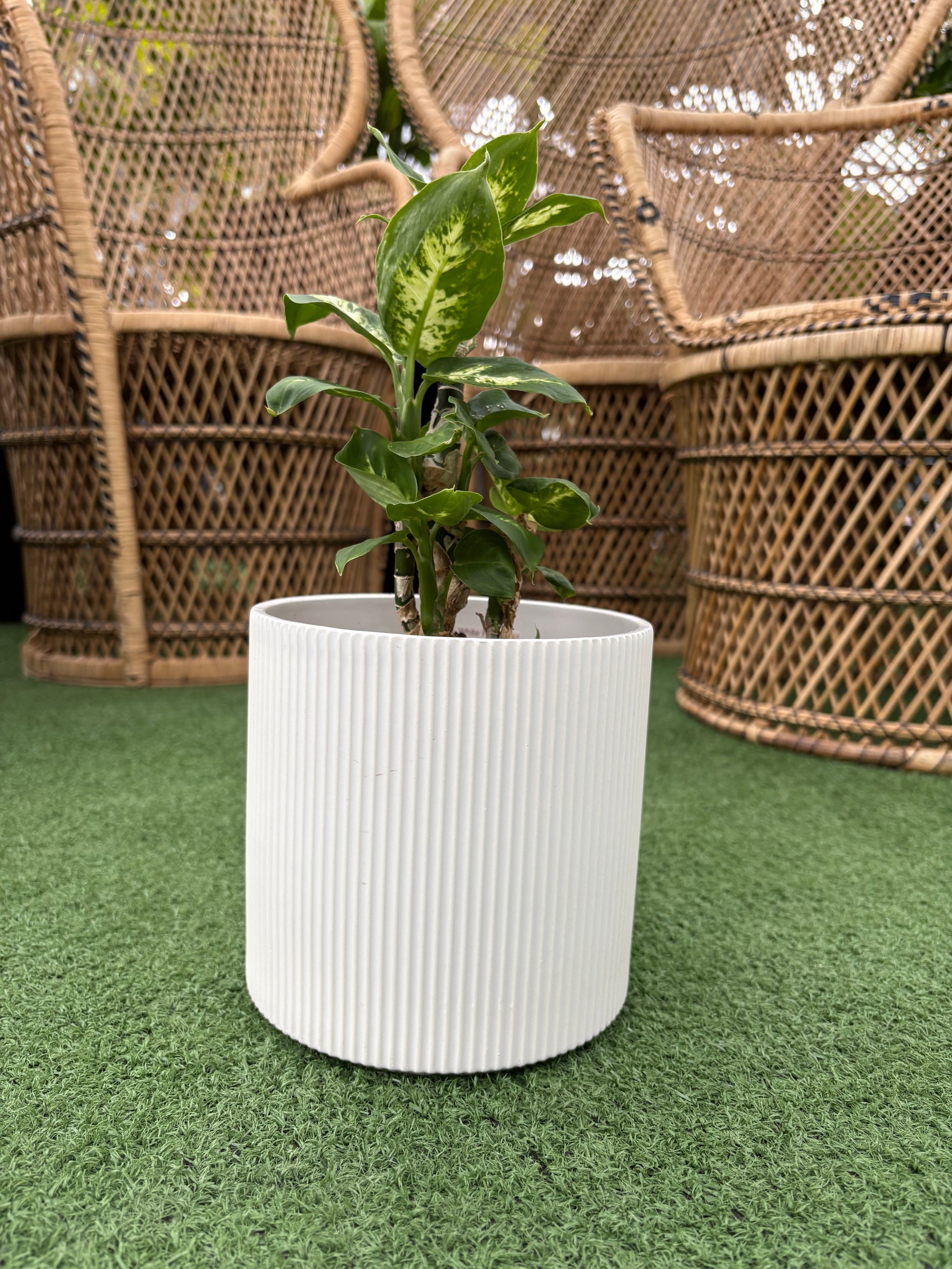 white indoor planter Evelyn White Fluted Pot – Urbane Eight Inc
