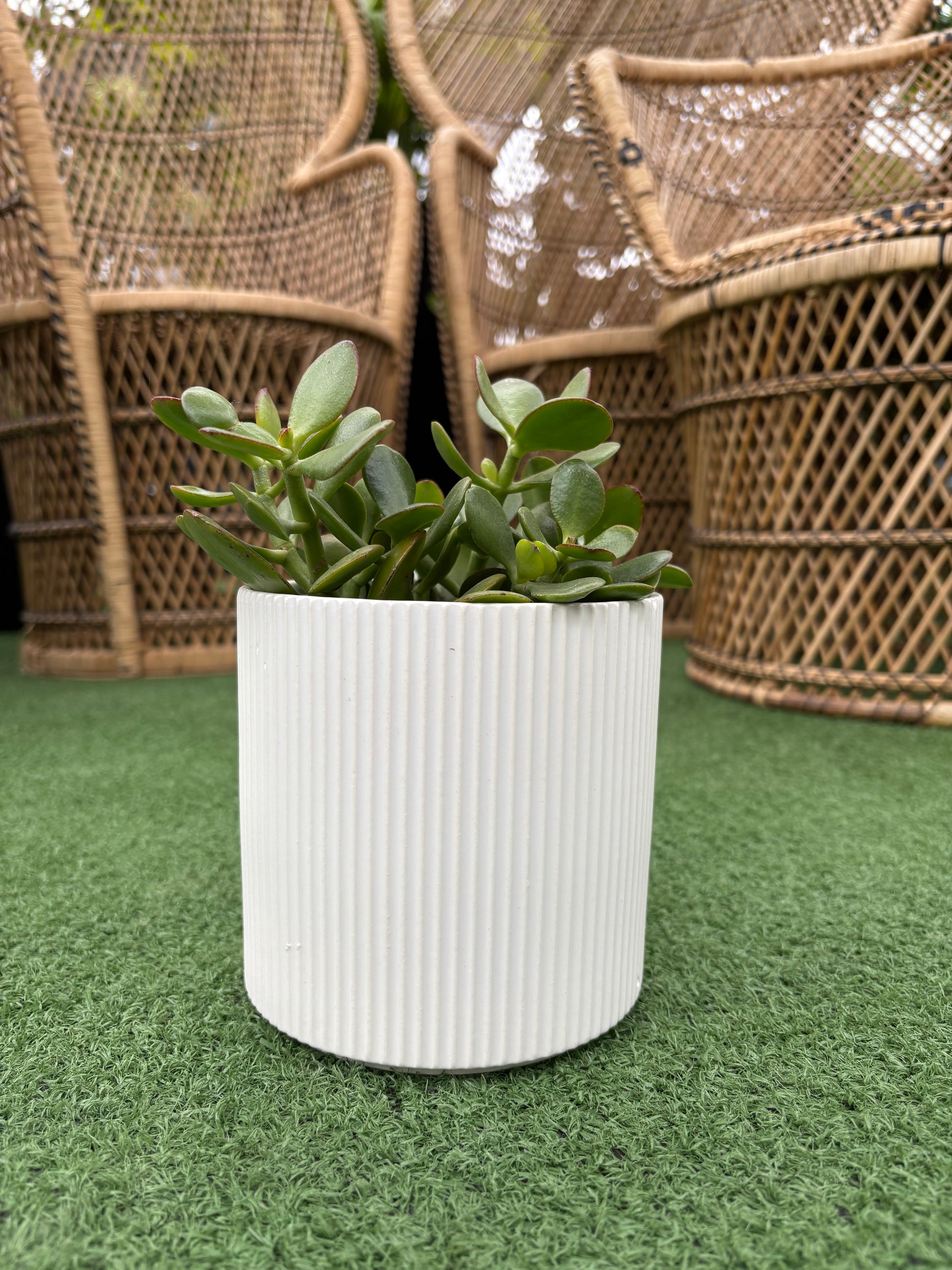 fluted plant pot Evelyn White Fluted Pot – Urbane Eight Inc