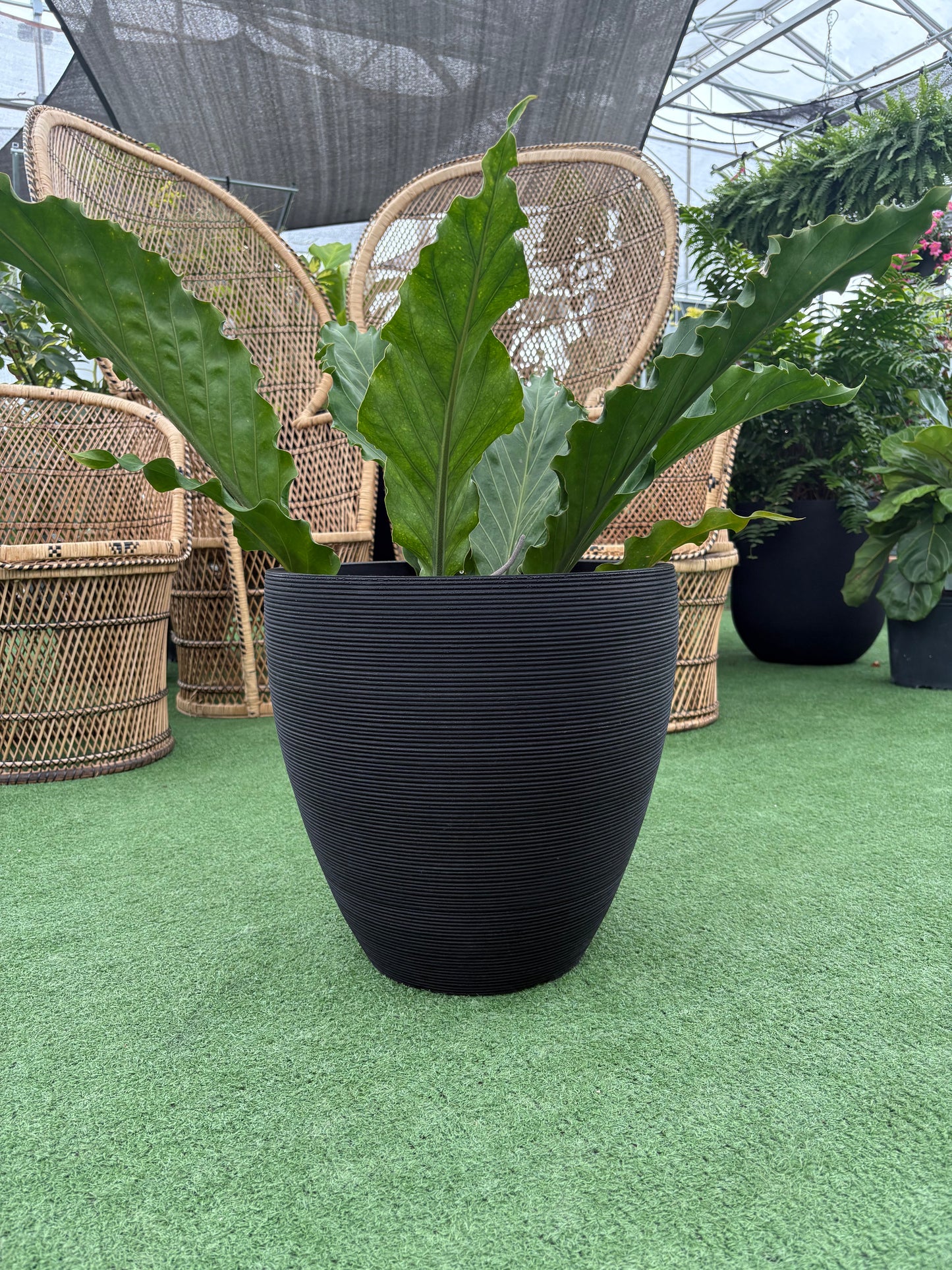 Linea Ellipse Planter – Modern Matte Black Indoor Plant Pot