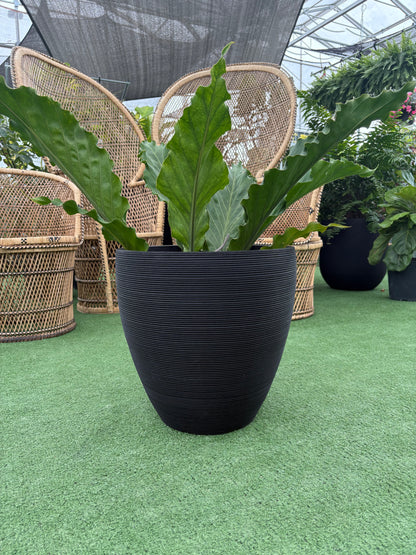 Linea Ellipse Planter – Modern Matte Black Indoor Plant Pot