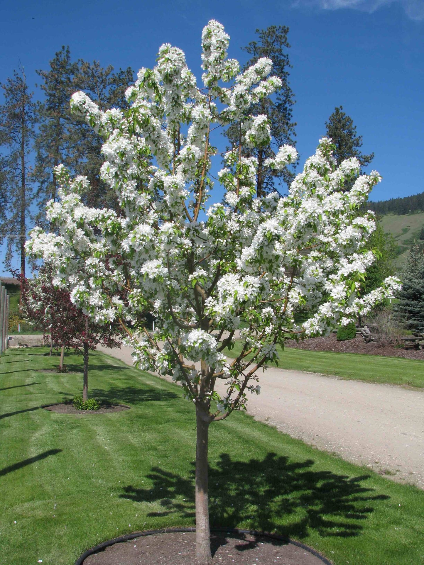 Starlite® Flowering Crabapple