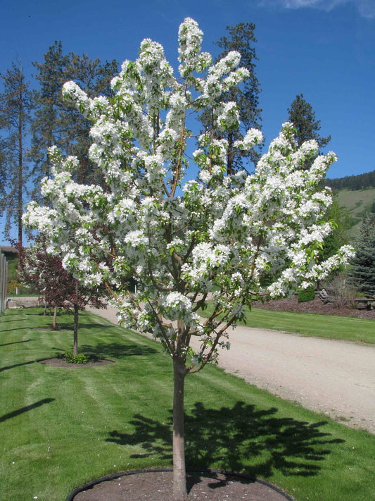 Starlite® Flowering Crabapple