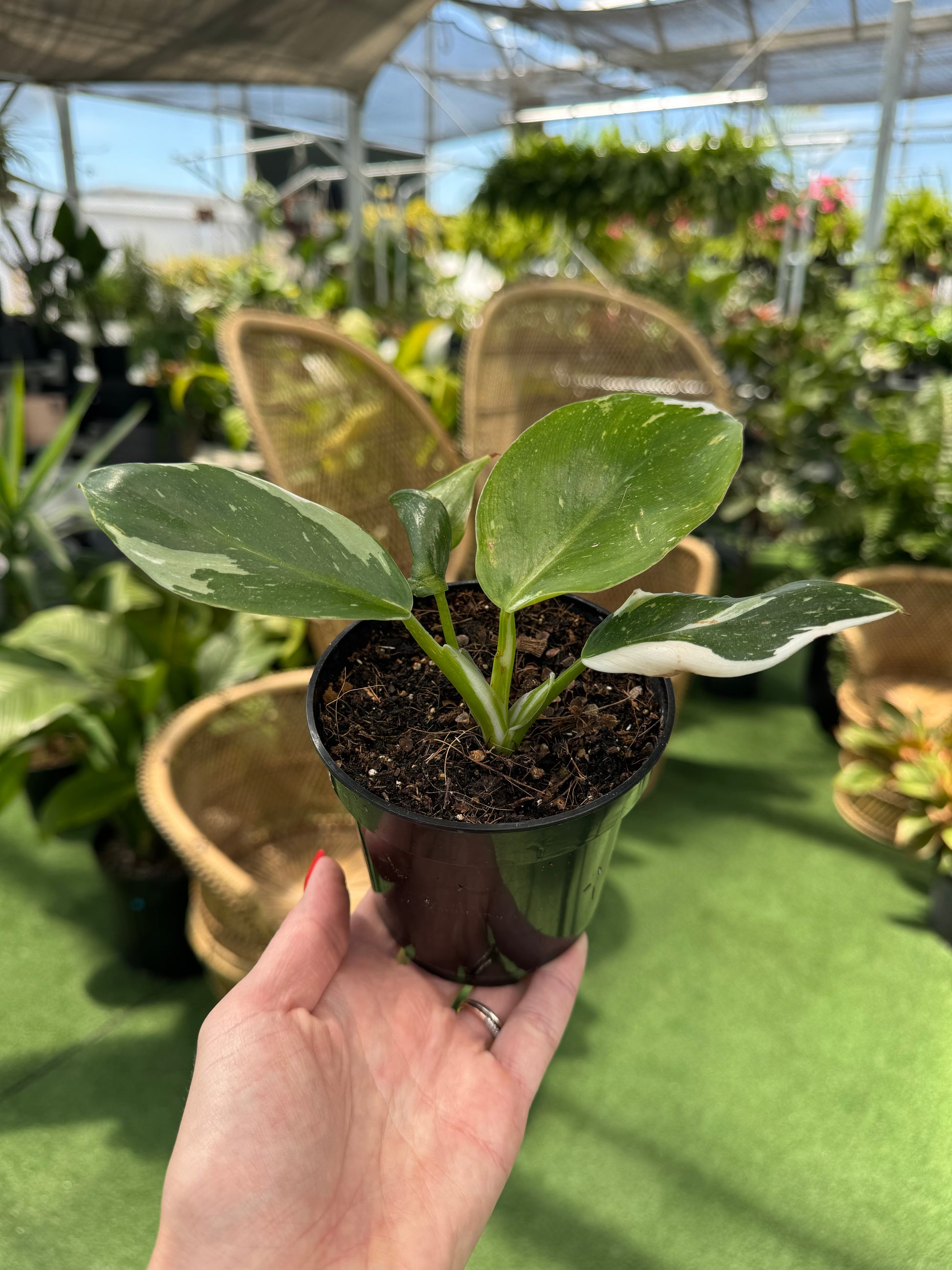 Person holding a potted philodendron wizard plant with a blurred greenhouse background