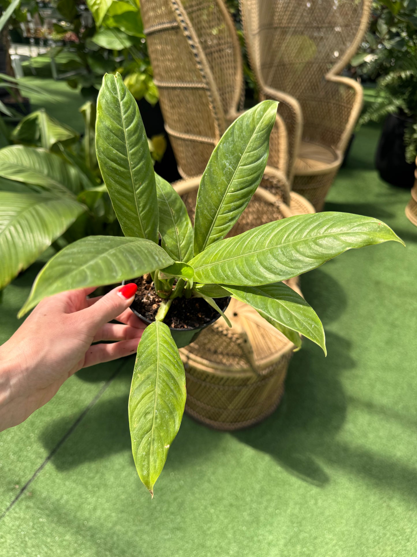 a picture eon someone holding a philodendron Lynette with wicker chais in the background in a greenhouse 