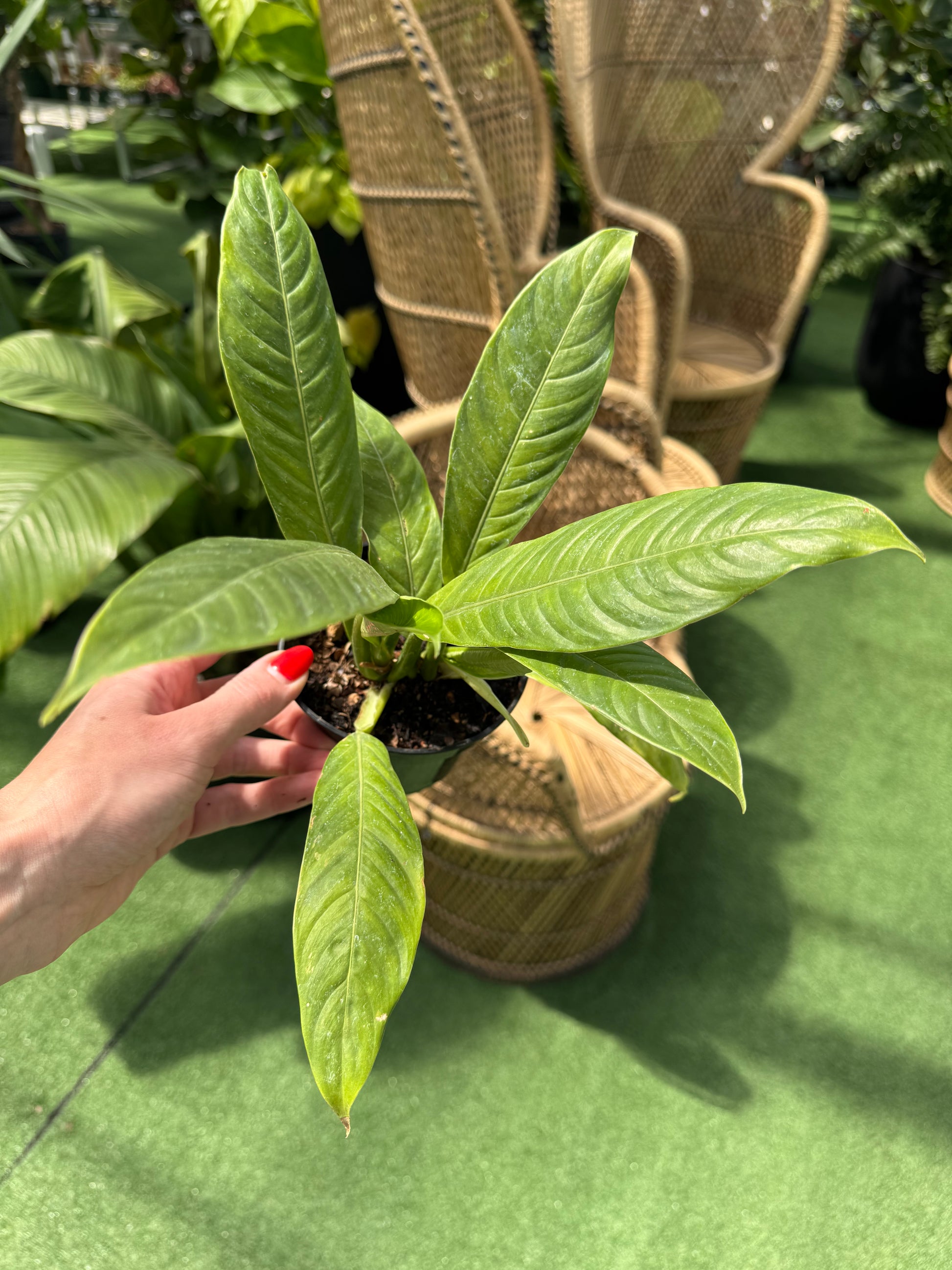 a picture eon someone holding a philodendron Lynette with wicker chais in the background in a greenhouse 