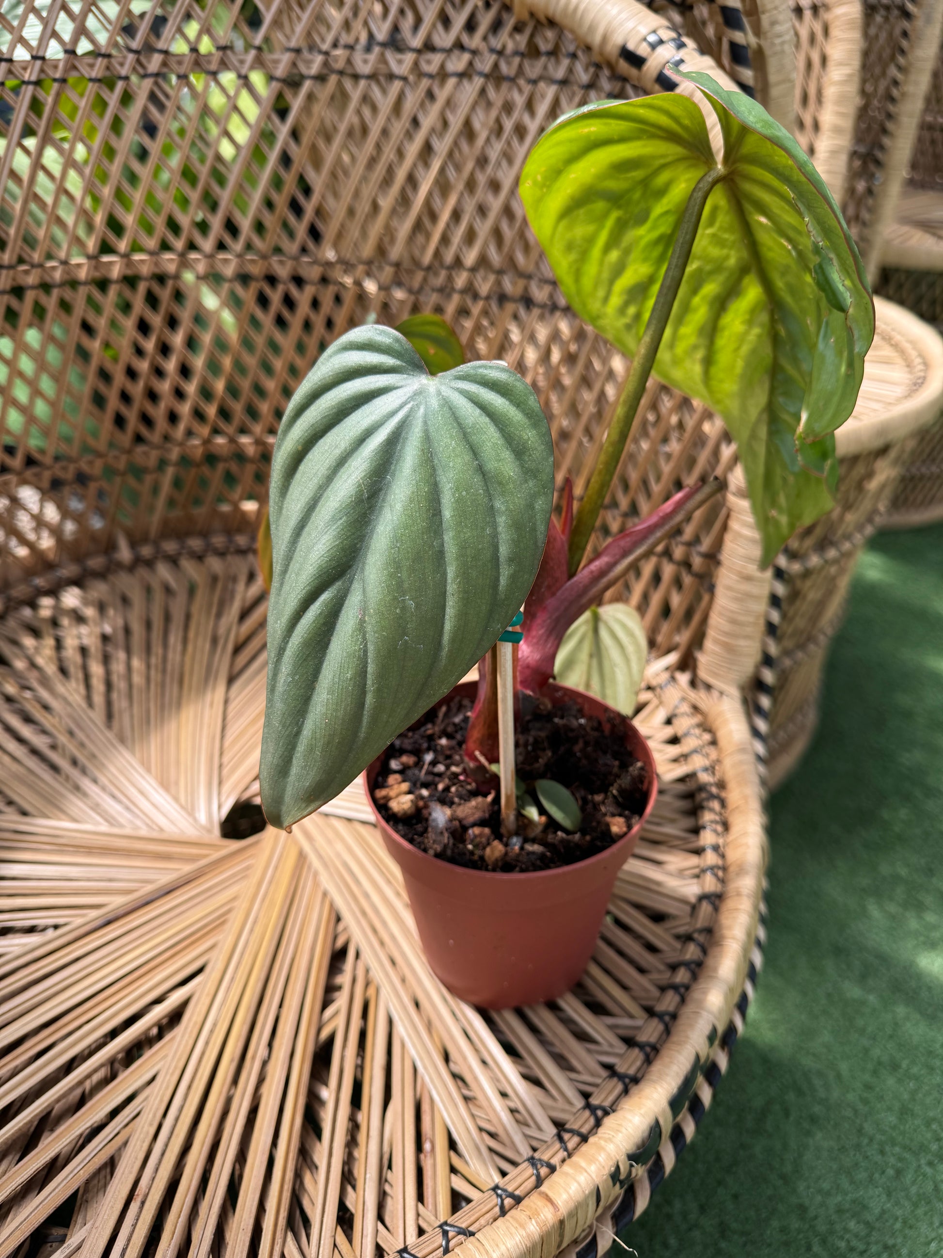 a picture of a philodendron Columbia sitting on a wicker chair in a greenhouse 