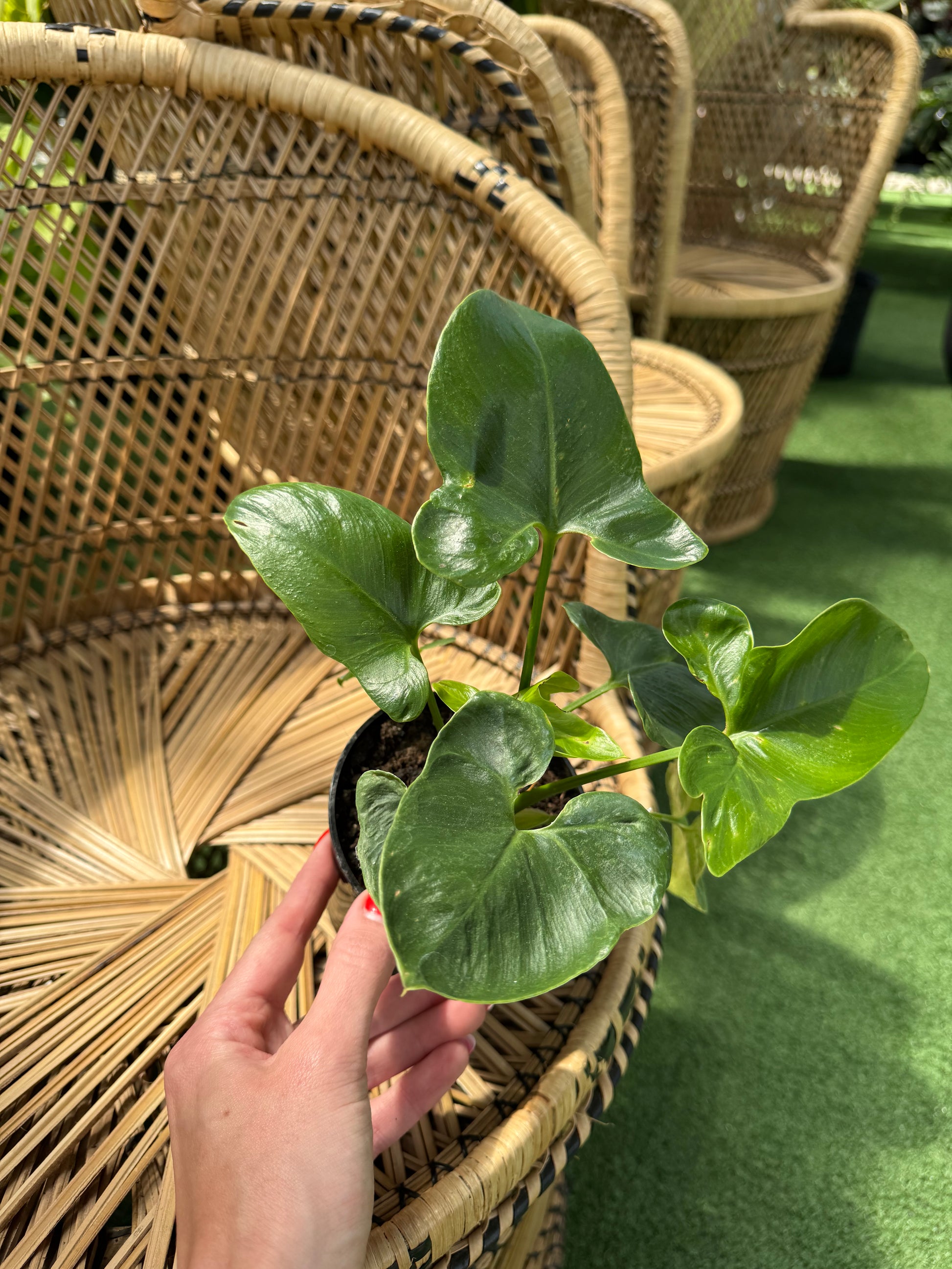 Person holding a potted philodendron goeldii plant in front of wicker furniture