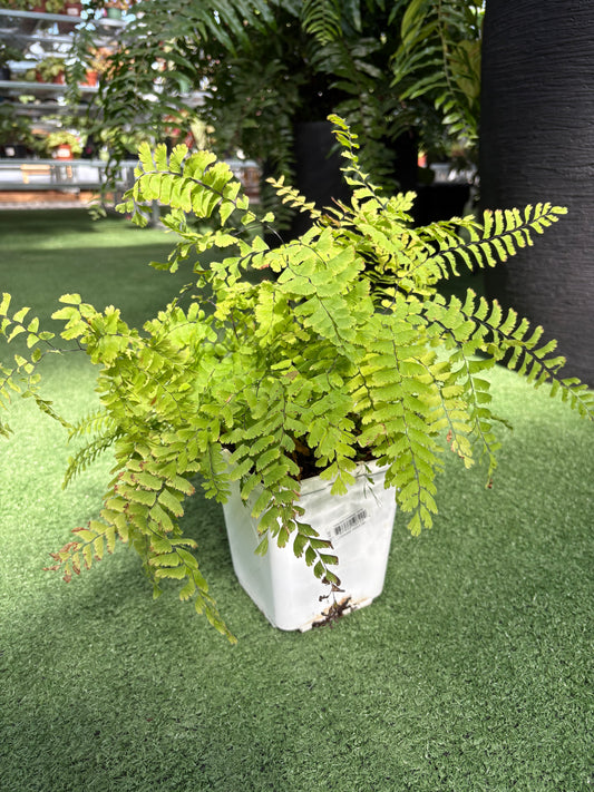 Five Finger Maidenhair
