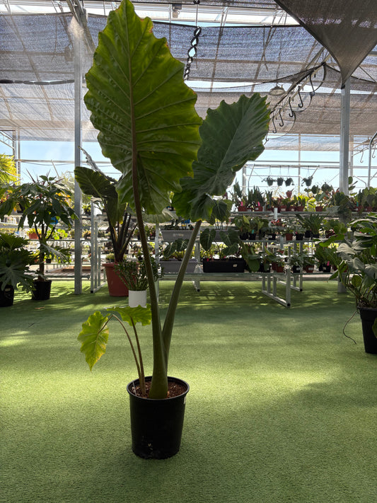Alocasia Portora