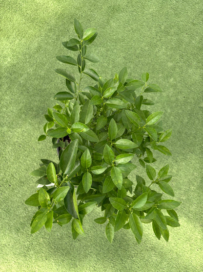 Meyer Lemon Tree