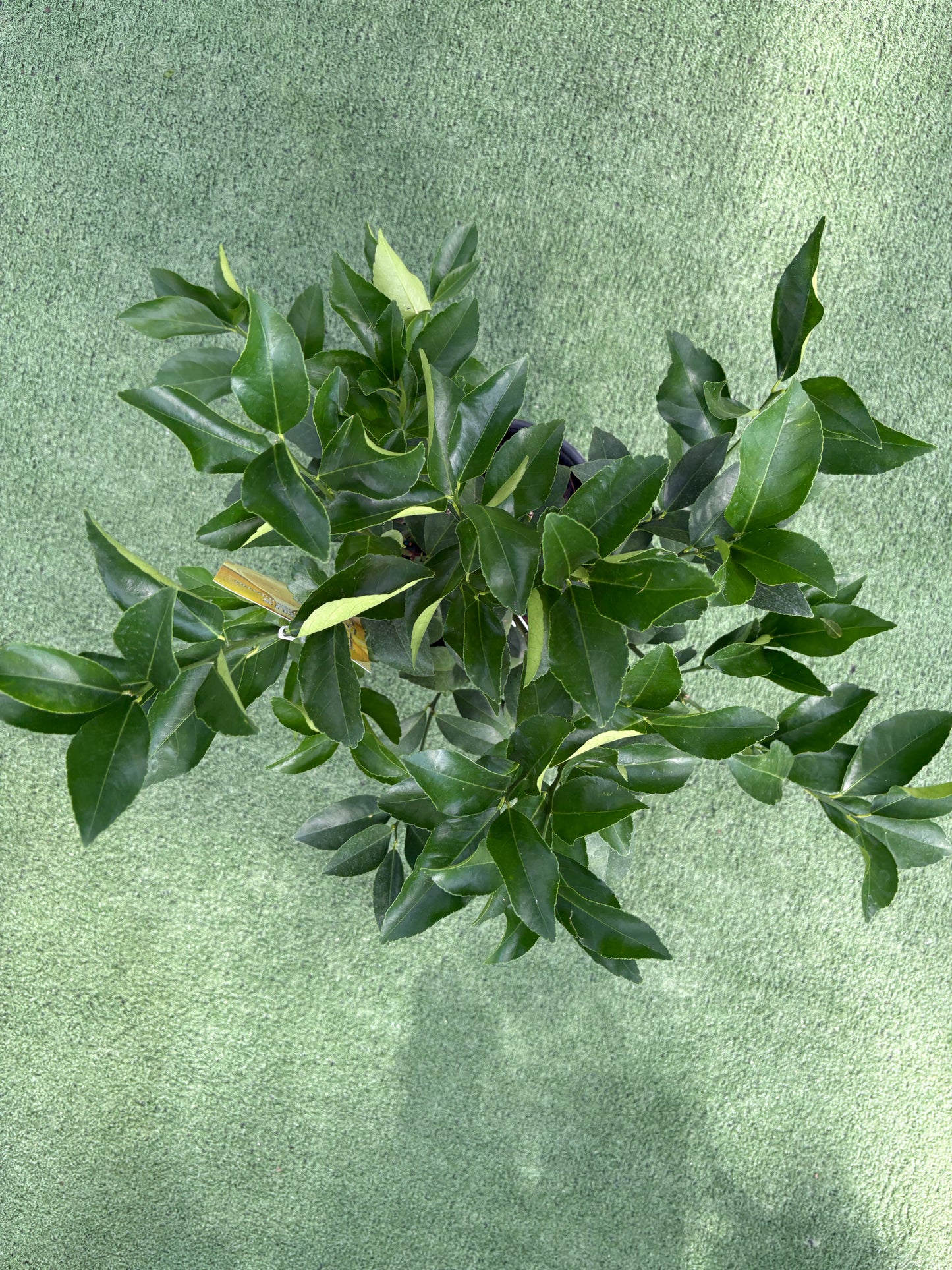 Citrus Key Lime Tree