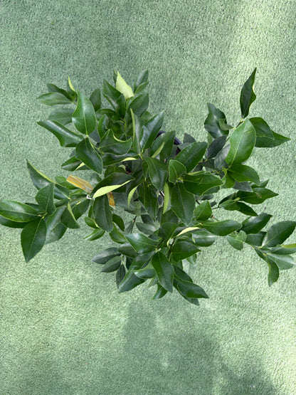 Citrus Key Lime Tree