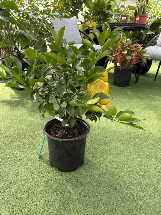 Citrus Key Lime Tree