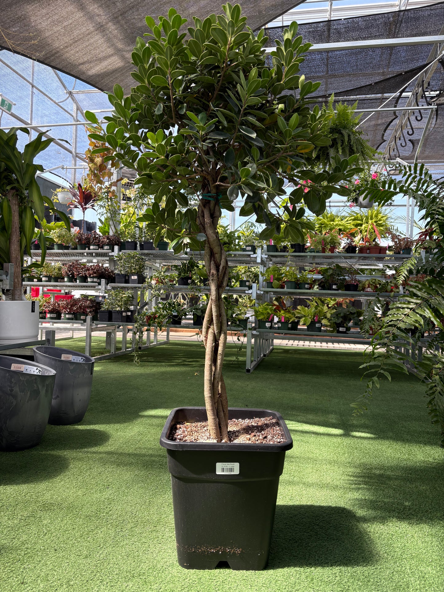 Ficus Isle Bush