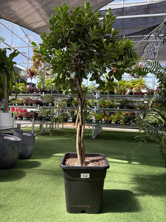 Ficus Isle Bush