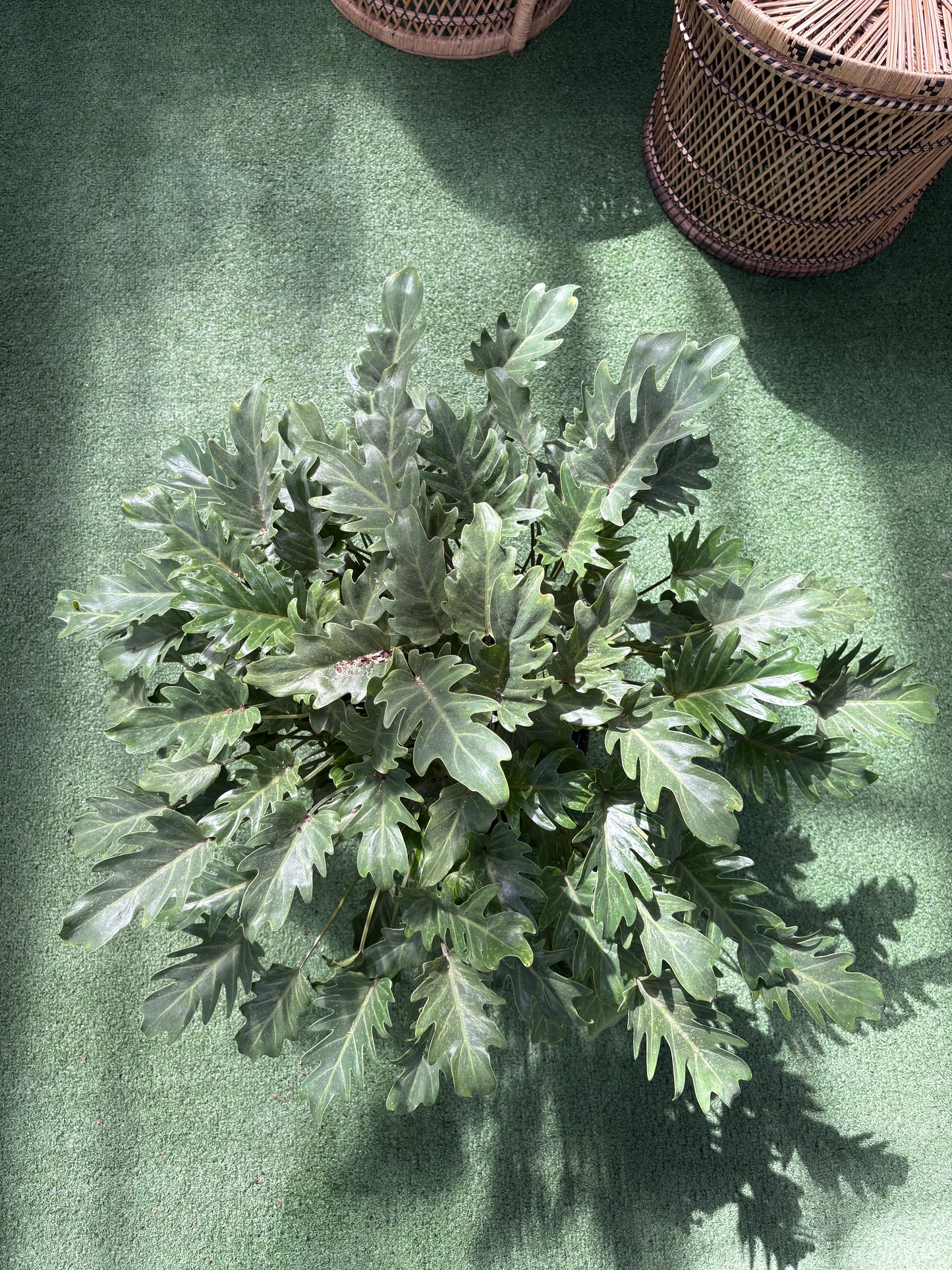 Philodendron Déjà vu