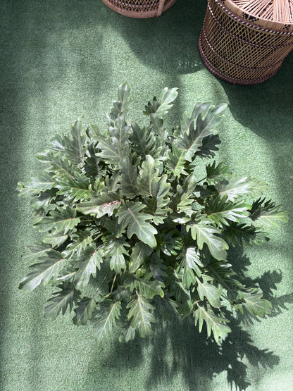 Philodendron Déjà vu