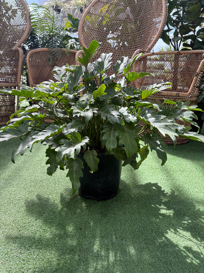 Philodendron Déjà vu
