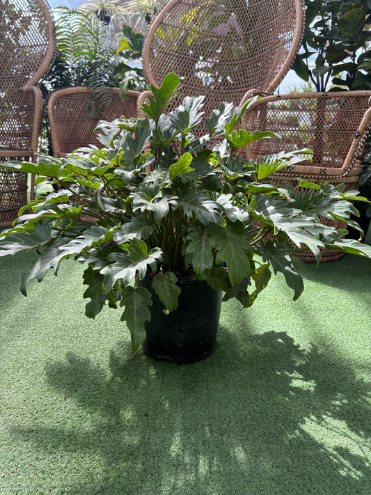 Philodendron Déjà vu
