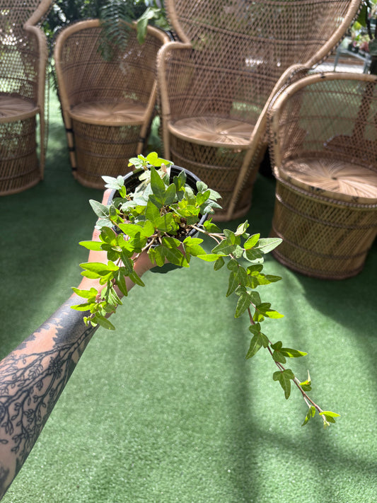 English Ivy ‘Green’