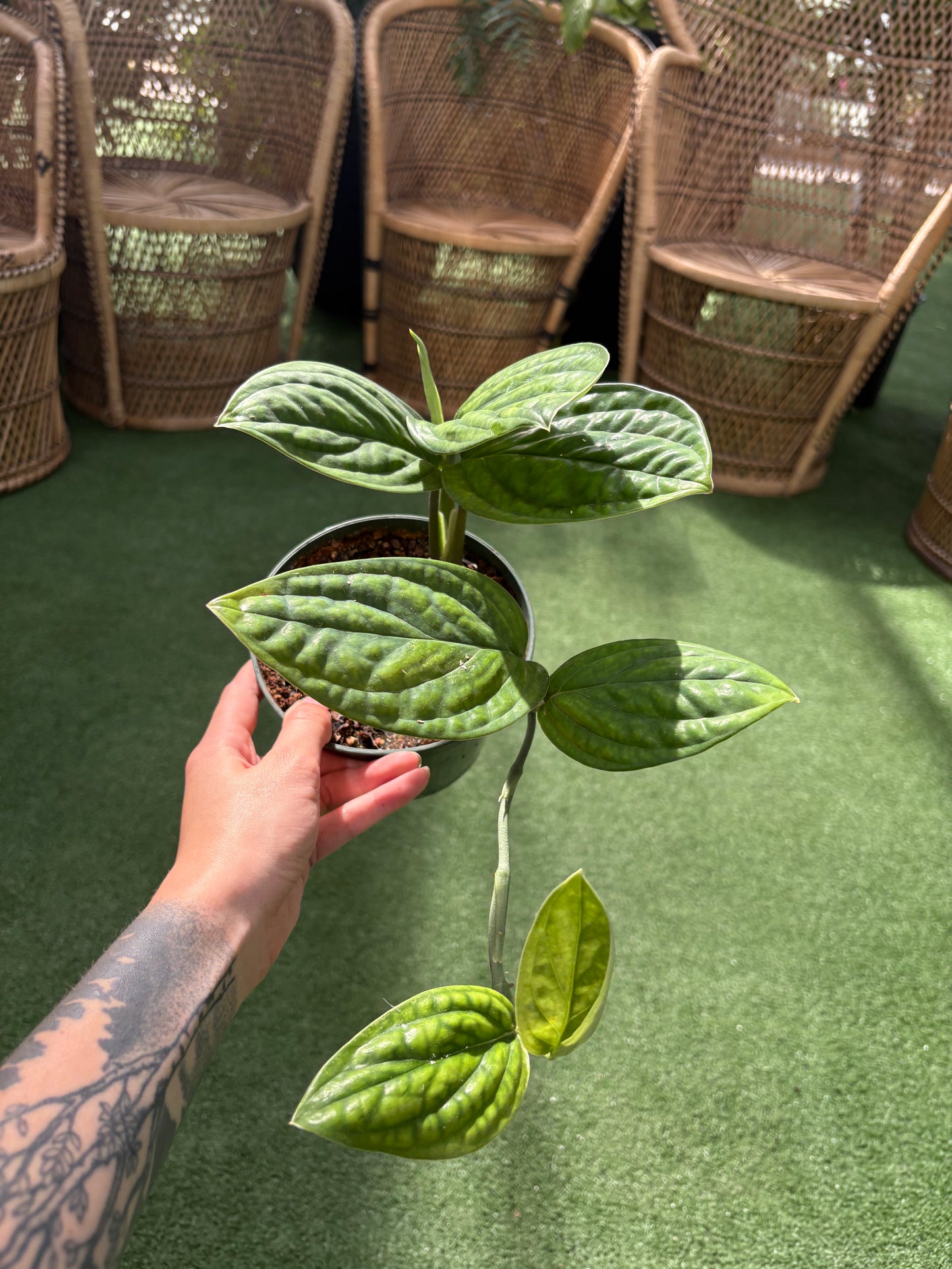 Monstera Pérou