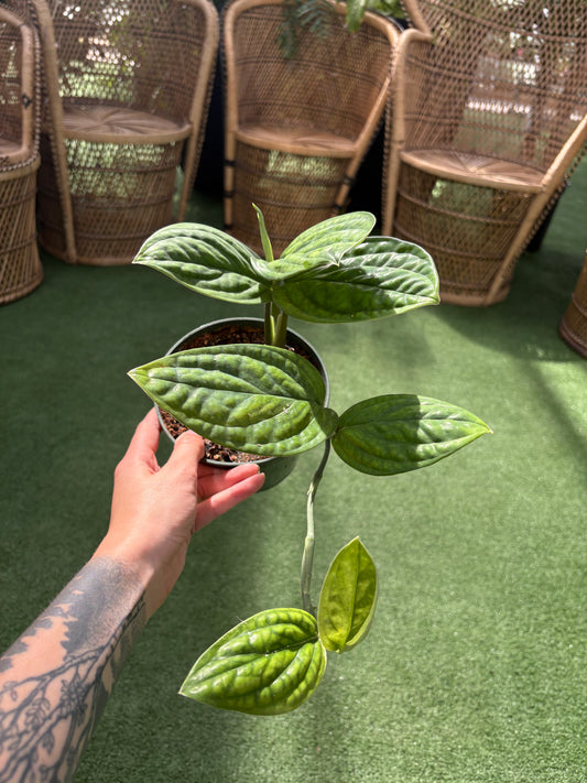 Monstera Peru