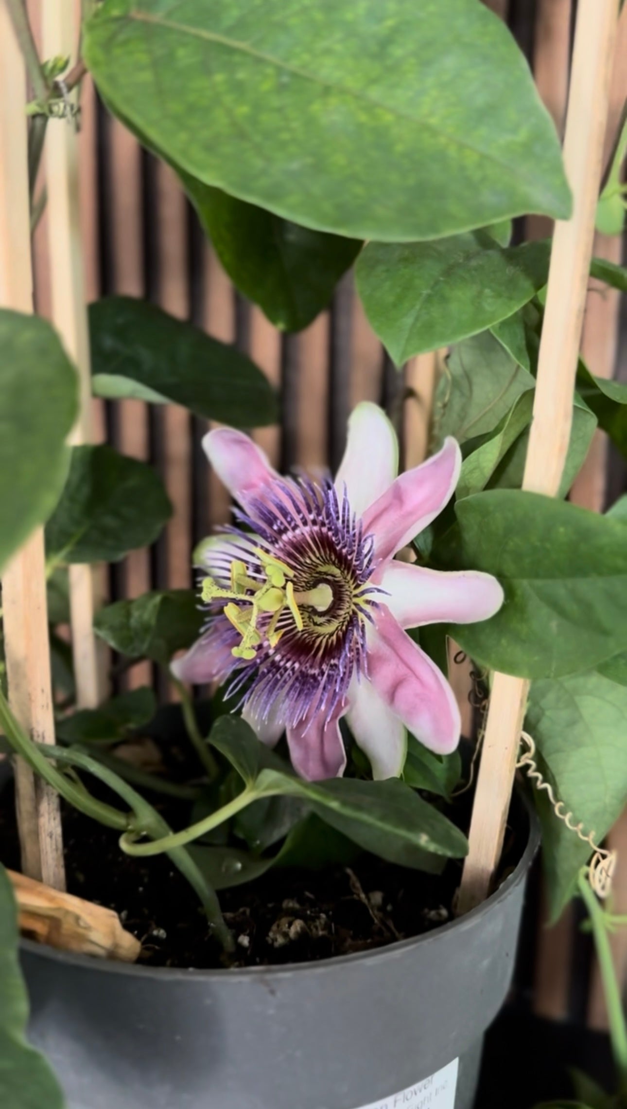 close up picture of a passion flower with purple petals and green and purple centre with foliage in the background 