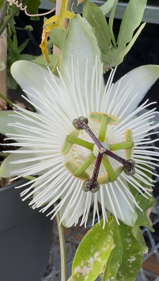 close up picture of a passion flower with white petals and green and purple centre with foliage in the background 