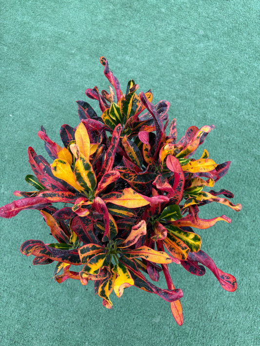 Croton ‘Mammy’ (Codiaeum variegatum ‘Mammy’)
