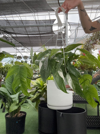 pothos albo Epipremnum Albo (Variegated Pothos) – Urbane Eight Inc