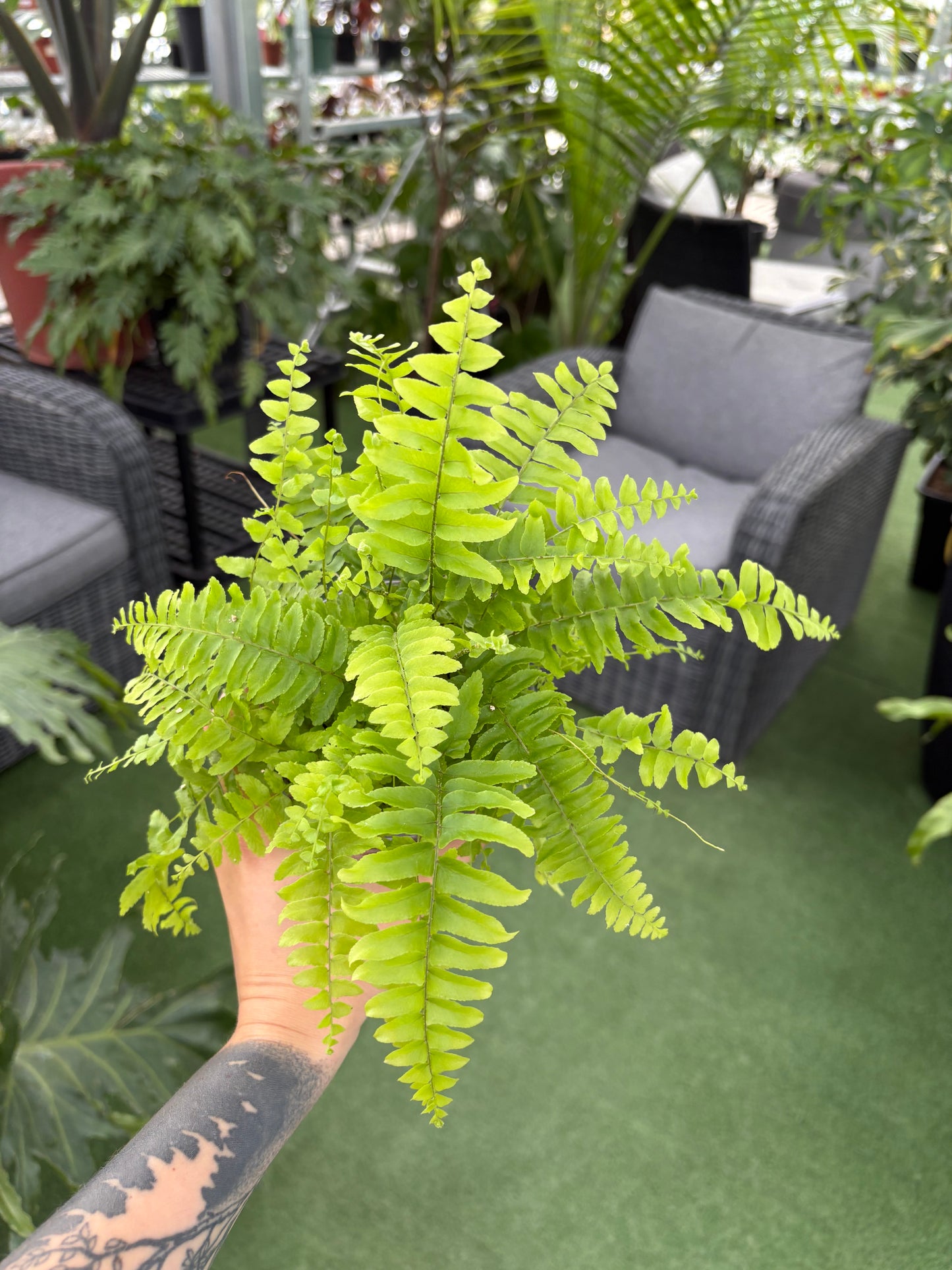 Fougère de Boston (Nephrolepis exaltata)