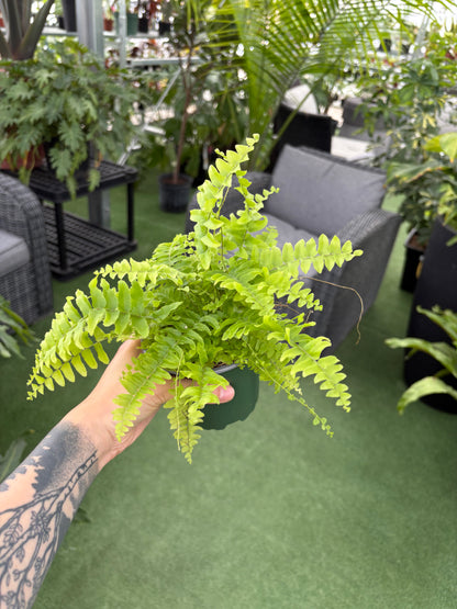 Fougère de Boston (Nephrolepis exaltata)