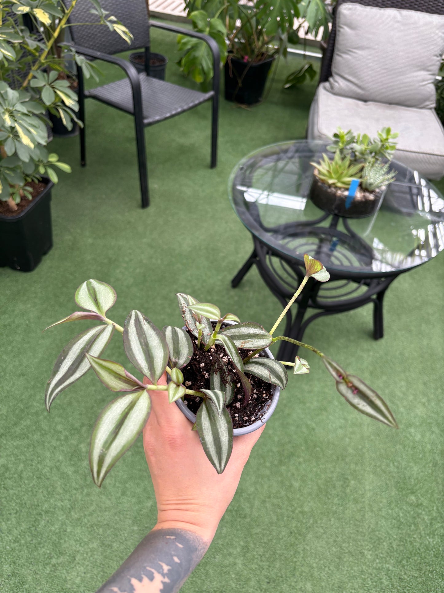 Tradescantia-Purple Inch (Tradescantia zebrina 'Purple Inch')