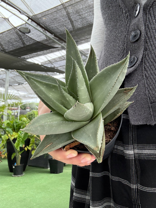 Haworthia Savanna